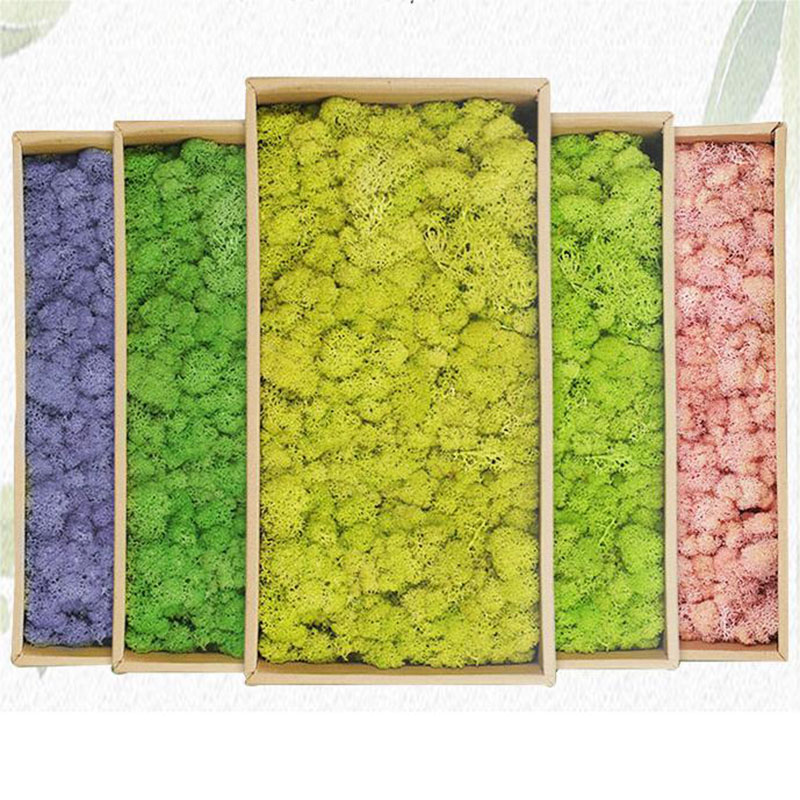 Sphagnum Moss Dry - 20g sztuczne rośliny zielone życie wieczne